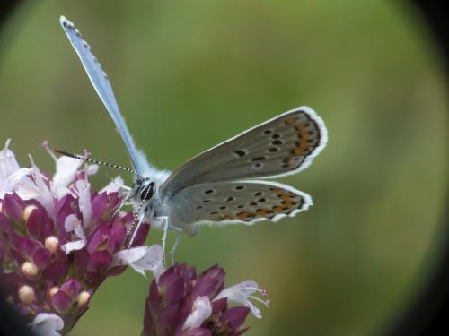 Réf. 276 202 : Plebejus argyrognomon